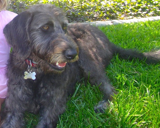 A large breed wavy coated dog with brown eyes and soft ears that hang to the sides laying down in grass