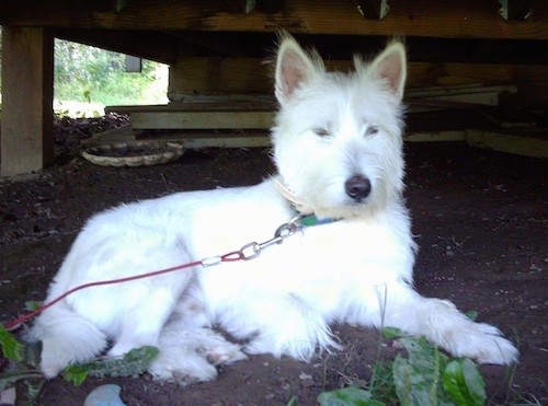 A pure white, longhaired dog with prick ears, small almond shaped eyes and a black nose laying down under a house