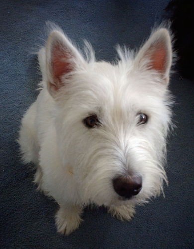 Looking down at a longhaired, white dog with one brown eye and one half brown half blue eye, a black nose and small prick ears that stand up sitting down on a blue carpet