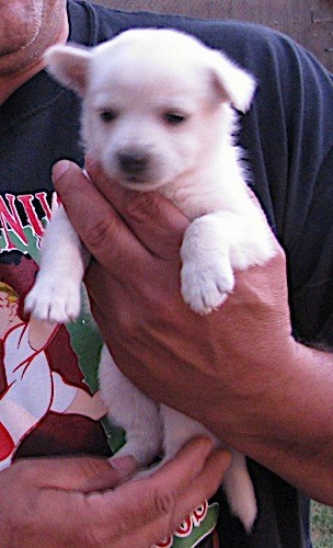 A man holding a small white puppy with one ear standing up and the other folded down to the sides, a little black nose and dark eyes