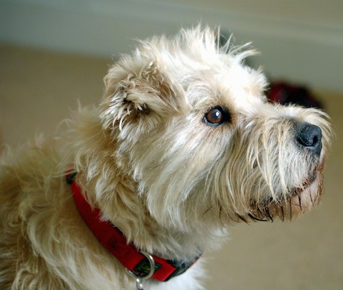 Side view of a small, tan dog with long hair on her head, small fold over v-shaped ears, wide brown eyes and a black nose wearing a red collar