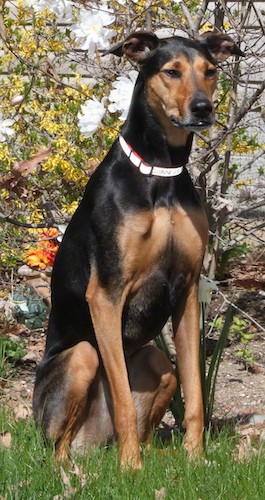 Front view of a large breed, lean, tall black and tan dog with rose ears, a thick neck, a wide chest, a long muzzle and dark eyes sitting in grass in front of a bush