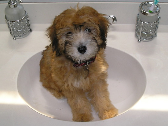 A little tan puppy with black highlights sitting in a bathroom sink