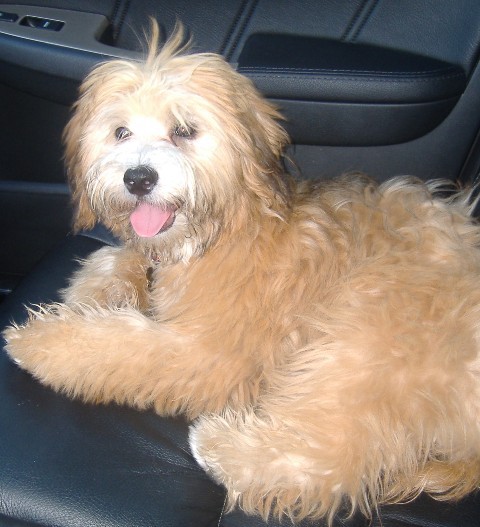 A fluffy, wavy-coated, teddy-bear looking tan dog with a white face laying down in the front seat of a car
