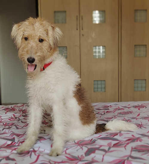 A soft looking tan and white, soft looking dog wearing a red collar sitting on a bed with a red, pink, gray and white sheet looking calm and happy