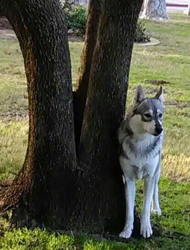 A gray and white wolf/dog mix with prick ears, dark eyes and a black nose standing against a tree outside in grass
