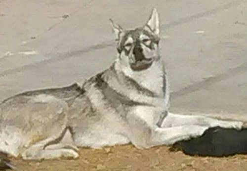 A gray and white sable colored dog/wolf mix laying down in dirt squinting from the sun