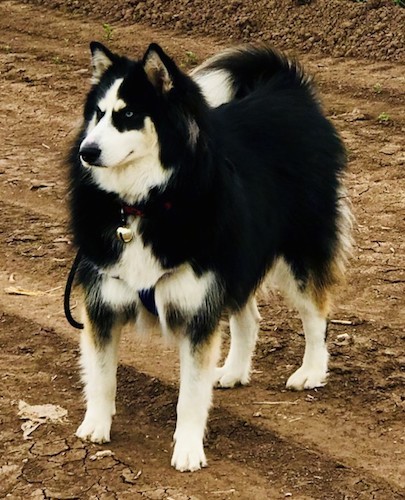 A blacK and white very thick, long coated dog with small prick ears and ice blue eyes standing outside in dirt looking to the left