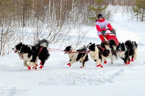 A pack of black and white dogs wearing red shoes pulling a person on a sled through the snow.