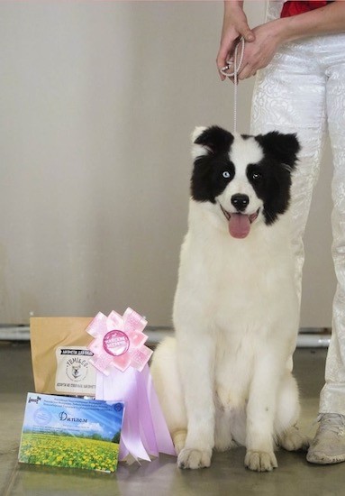 A white dog with a symmetrical black face, one blue eye and one brown eye sitting down looking happy next to a pink ribbon and other prizes.