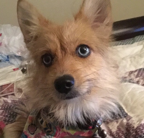 Close up head shot of a small tan dog with large round blue eyes, a black nose and shaggy hair