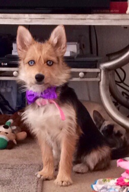 A small saddle-patterned tan and black dog with ice blue eyes sitting down