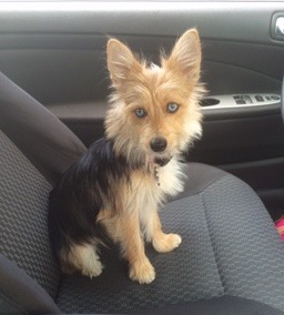 A little tan and black dog with wide blue eyes sitting down on the seat of a car