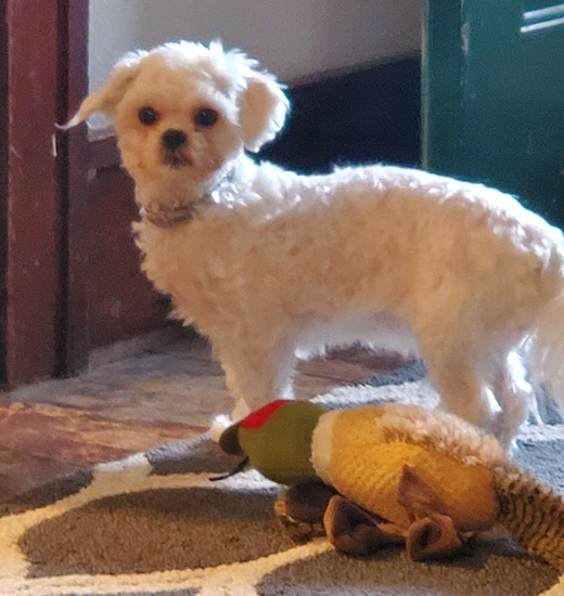 A small white curly coated shaved dog standing in a hallway next to a plush dog toy