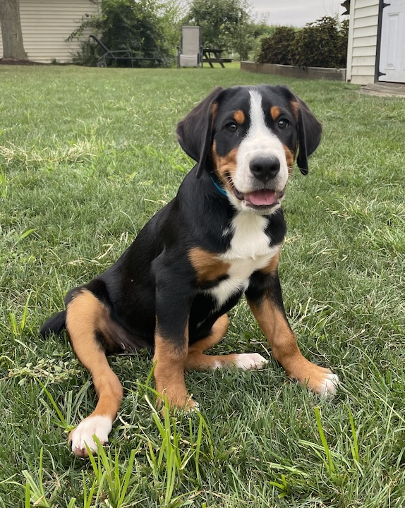 Briar the 12 week old greater swiss mountain dog puppy sitting in the grass