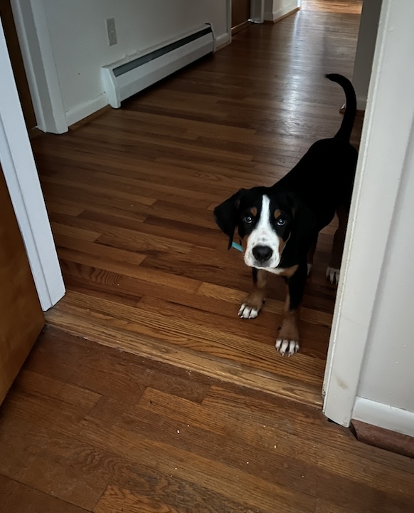 Briar, the greater swiss mountian dog puppy stands at doorway to bedroom