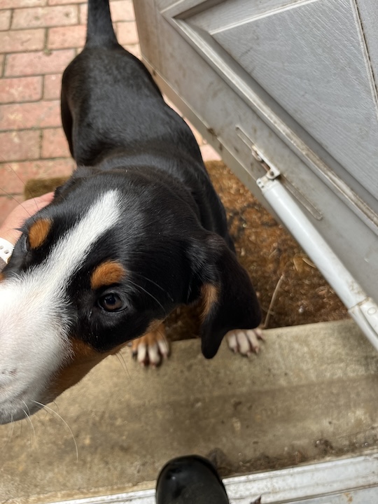 Brian, the greater swiss mountain dog puppy learns to wait at the door before coming inside house