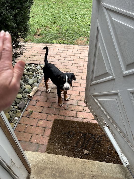 Briar the greater swiss mountain dog puppy waiting at doorway to house