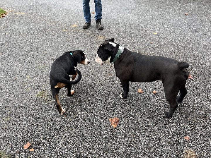 Briar, the greater swiss mountain dog meets Chewie, the Olde English Bulldogge for the first time