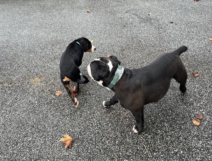 Briar, the greater swiss mountain dog meeds Chewie outside on pavement