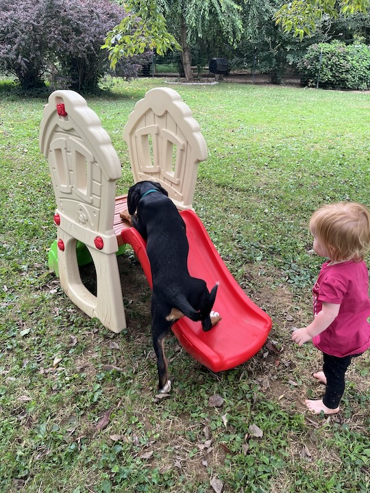 Briar, the greater swiss mountain dog puppy tries climbing up toddler slide