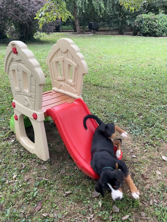Briar, the greater swiss mountain dog puppy falling down toddler slide
