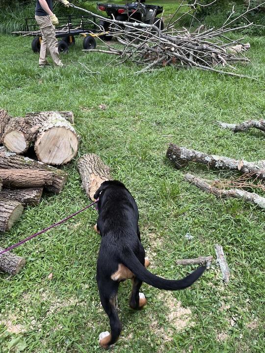 Briar, the greater swiss mountain dog puppy walking up to a pile of logs and sticks
