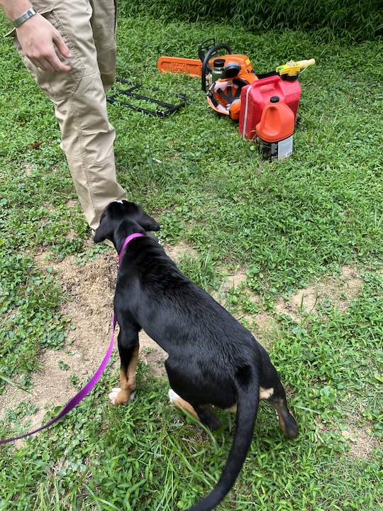 Briar, the greater swiss mountain dog puppy next to chain saw