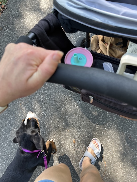 Briar, the greater swiss mountain dog puppy going for walk at with stroller