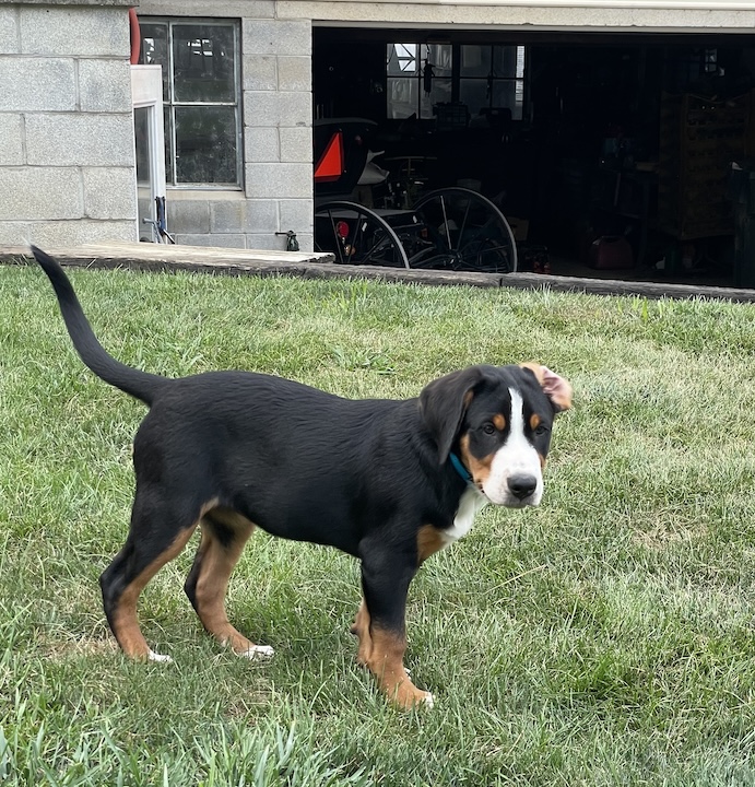 Briar, the greater swiss mountain dog standing in the grass as a 12 week old puppy