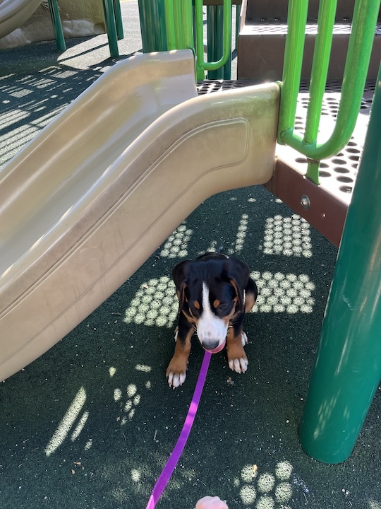 Briar, the greater swiss mountain dog puppy sitting under slide at playground