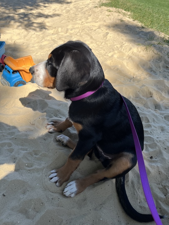 Briar, the greater swiss mountain dog puppy sitting in sandbox at playground