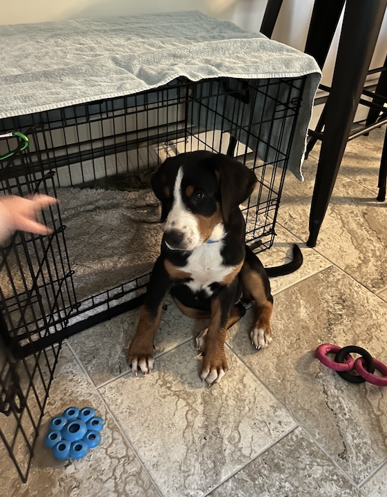 Briar, the greater swiss mountain dog puppy at her dog crate on her first day home