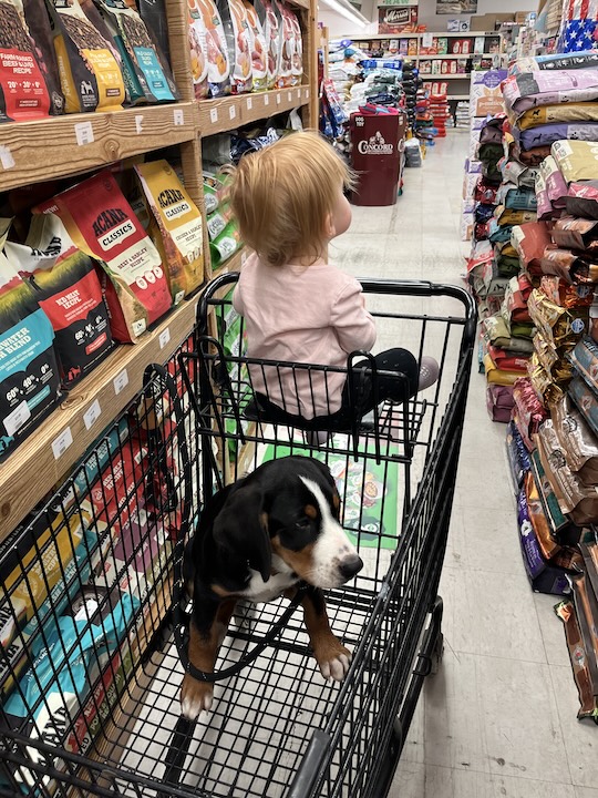 Briar, the greater swiss mountain dog puppy in grocery cart, first time at pet store