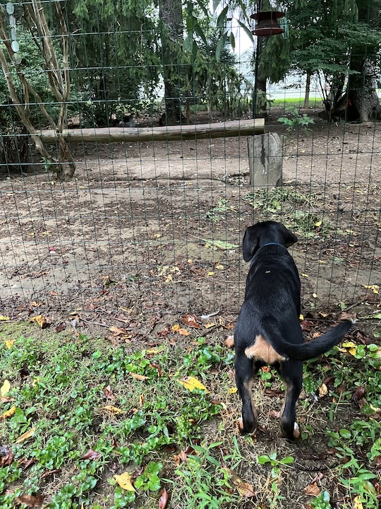 Briar, the greater swiss mountain dog puppy looking into the chicken yard