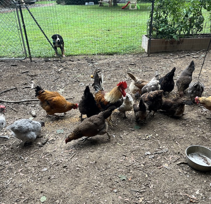 Briar, the greater swiss mountain dog puppy watching chickens eat food