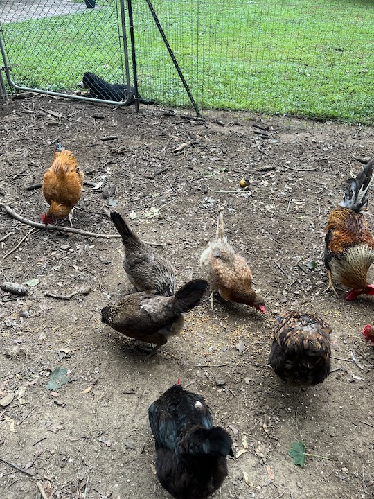 Briar, the greater swiss mountain dog puppy laying outside chicken yard fence and chewing on stick
