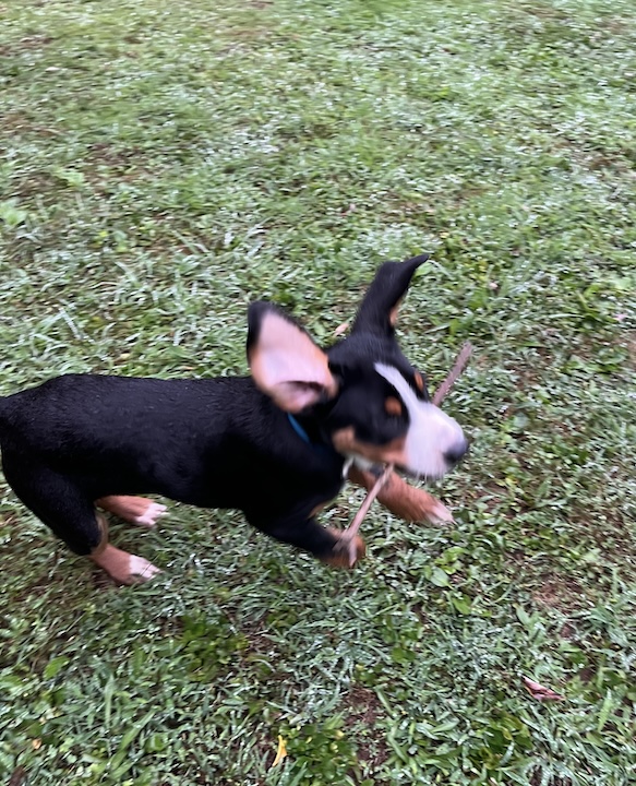 Briar, the greater swiss moutain dog puppy playing with stick
