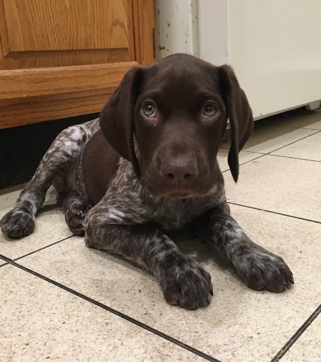Yuki, the German Shorthaired Pointer with puppy dog eyes
