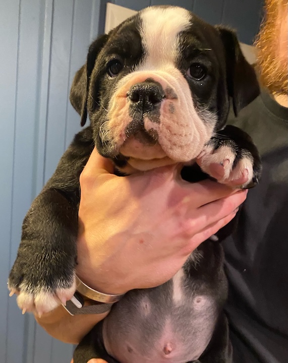 Olde English Bulldogge with puppy eyes