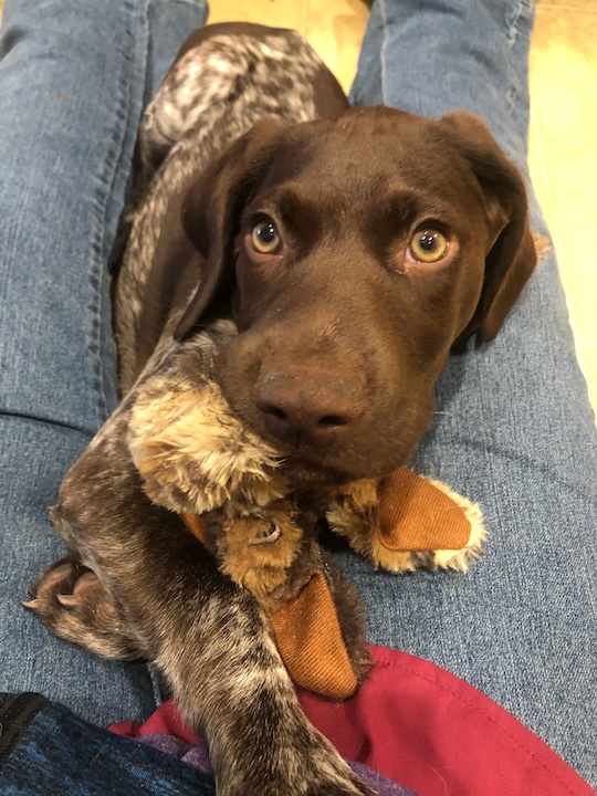 Yuki, the German Shorthaired Pointer with puppy eyes 2