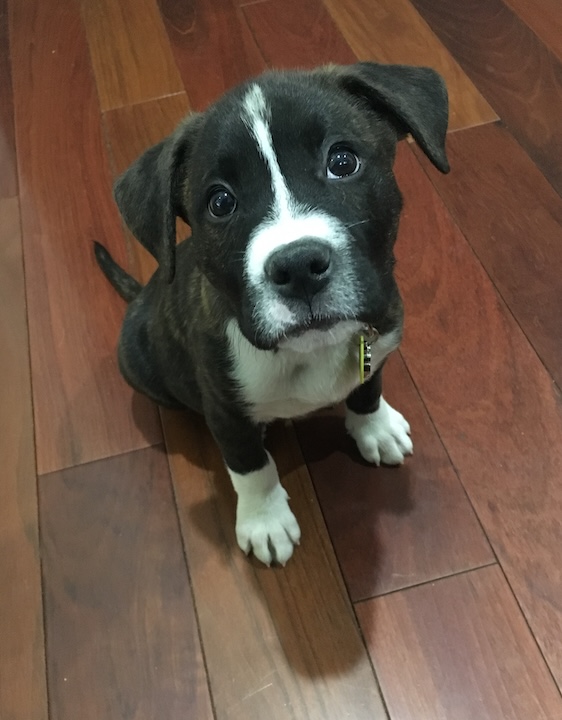Puppy dog eyes