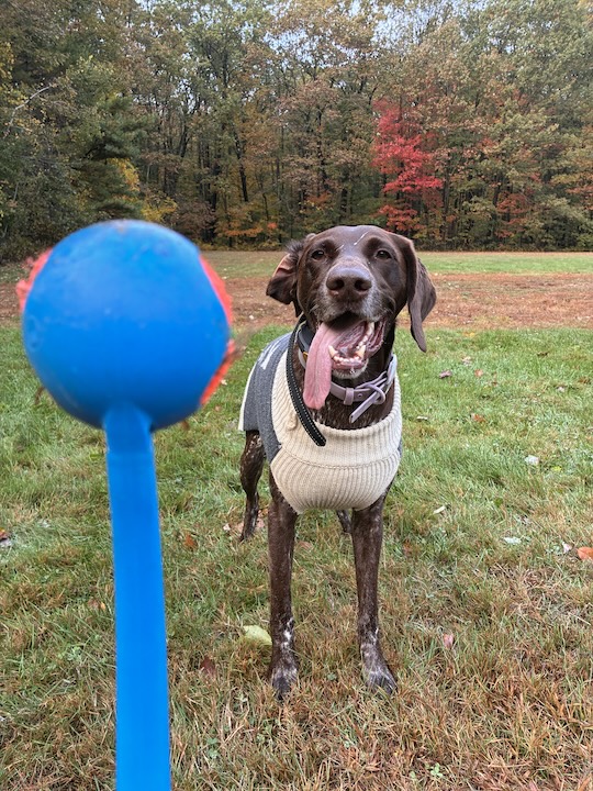 Yuki, the German Shorthaired Pointer, playing fetch