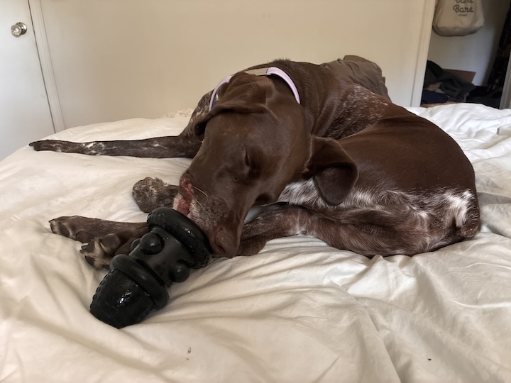 Yuki, the German Shorthaired Pointer, playing with kong puzzle toy