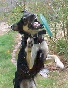 Buck the Shepherd/Husky/Rottie Mix is up in the air attempting to catch a green frisbee in its mouth