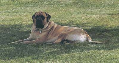 The left side of a tan American Mastiff that is laying outside in a lawn, under the shade of a tree.
