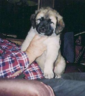 A tan American Mastiff puppy is sitting in the lap of a person in a recliner and the person is petting it.