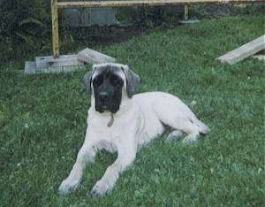 Jake Jr. the American Mastiff puppy laying in a field