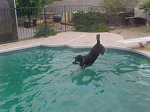 Buck the Shepherd/Husky/Rottie Mix front paws splashing down into the pool water