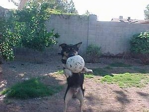 Buck the Shepherd/Husky/Rottie mix is landing with a soccer ball in its mouth as his front paws are off the ground